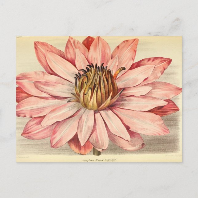 Carte Postale Vintage Floral Art rose (Devant)