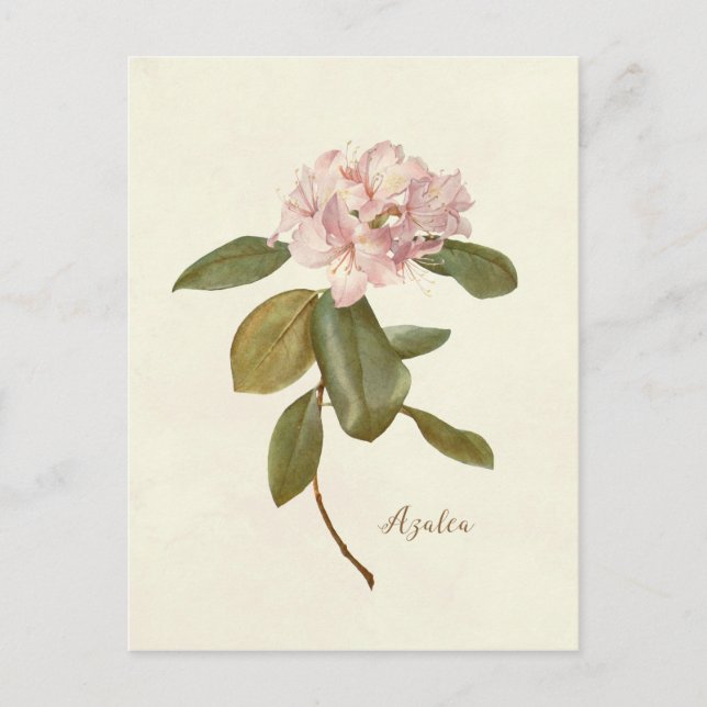Carte postale vintage florale rose azalée botaniqu (Devant)