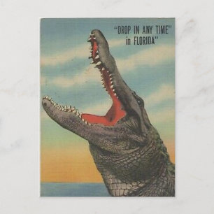 CARTE POSTALE vintage FLORIDA ALLIGATOR