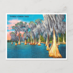 Carte postale vintage Florida Cypress Trees Travel