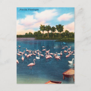 Carte postale vintage Florida Flamants roses Trave