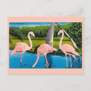 Carte postale vintage Florida Flamants roses Trave
