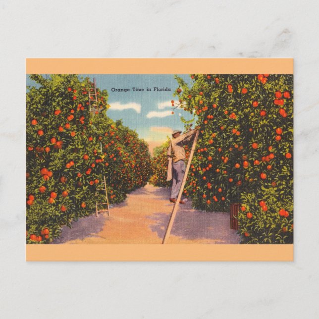 Carte postale vintage Florida Orange Groves (Devant)