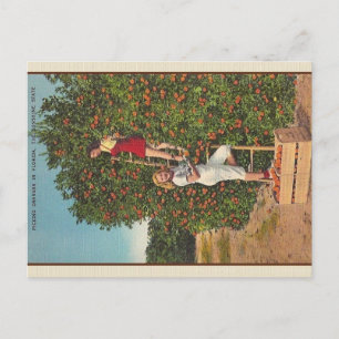 Carte postale vintage Florida Oranges