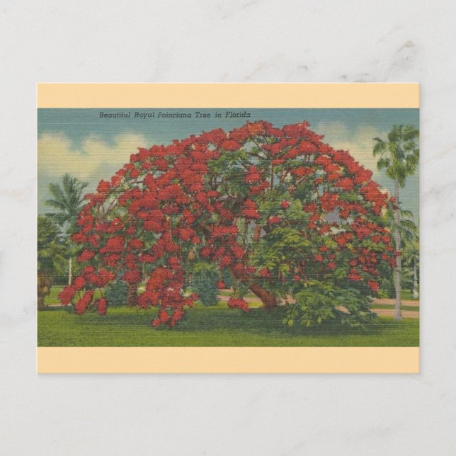 Carte postale vintage Florida Royal Poinciana Tree (Devant)