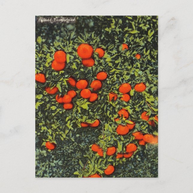 Carte postale vintage Florida Tangerines Travel (Devant)
