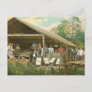 Carte postale Vintage Floride, "Oranges d'emballag