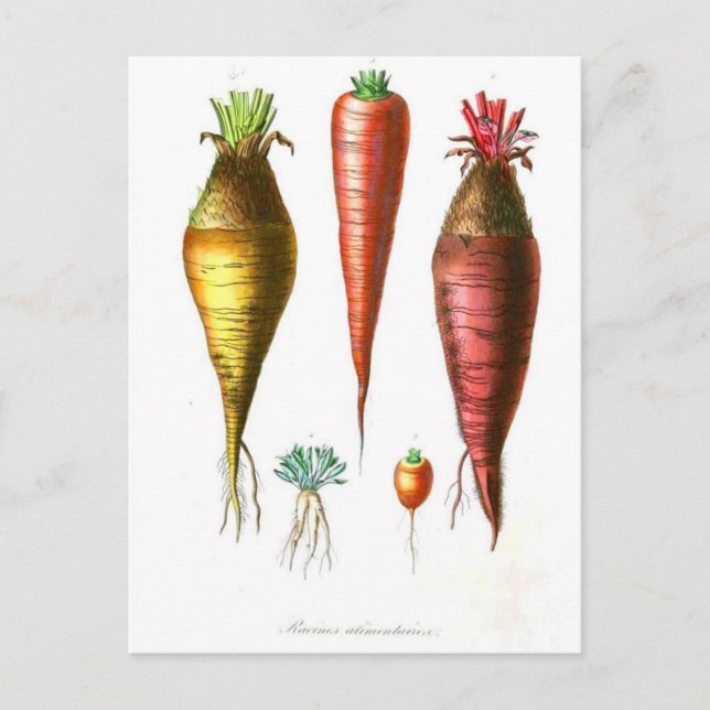 Carte Postale vintage food illustration french country carrot (Devant)