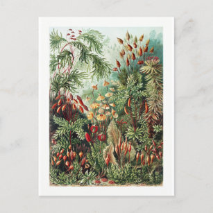 Carte postale Vintage Forêt sauvage exotique Fleur