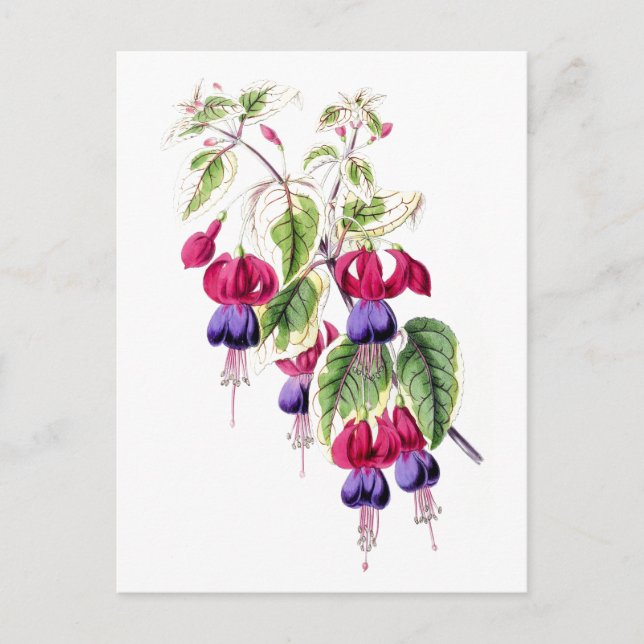 Carte postale Vintage Fuchsia Flowers (Devant)