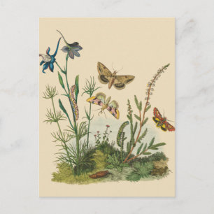 Carte Postale Vintage Garden Insects, Butterflies, Caterpillars