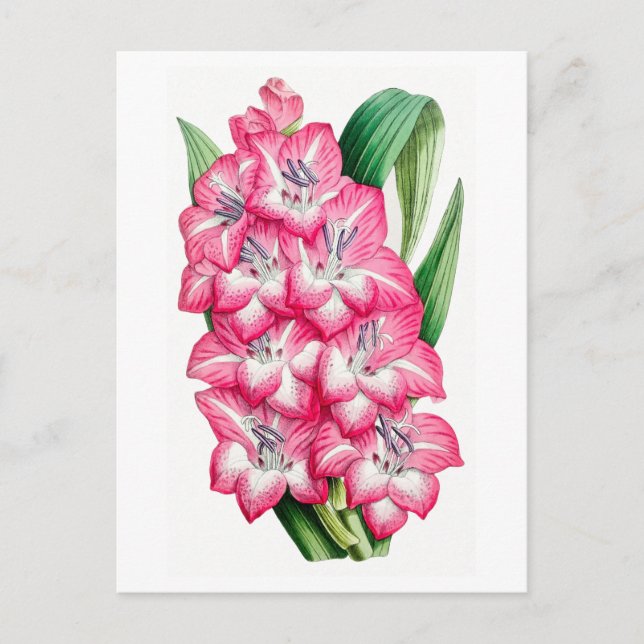 Carte postale Vintage Gladiolus rose (Devant)
