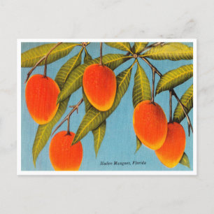 Carte postale vintage Haden Mangoes, Floride Trave