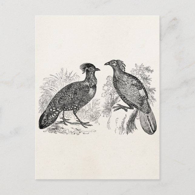 Carte Postale Vintage Hasting's Tragopan Pheasant Impeyan Bird (Devant)