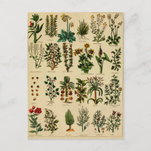 Carte postale vintage Herbal - série 5