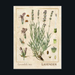 Carte Postale Vintage Herbe Médicinale Lavande Fleur Botanique<br><div class="desc">Prenez le charme d'hier avec les cartes postales vintages à base de plantes de Charmed Life, avec des lithographies allemandes de plantes et d'herbes médicinales de "Medizinal-Pflanzen" ou "Plantes médicinaux" de Franz Eugen Köhler, publiées en 1887. Lavandula est un genre de 47 espèces connues de plantes à fleurs de la...</div>