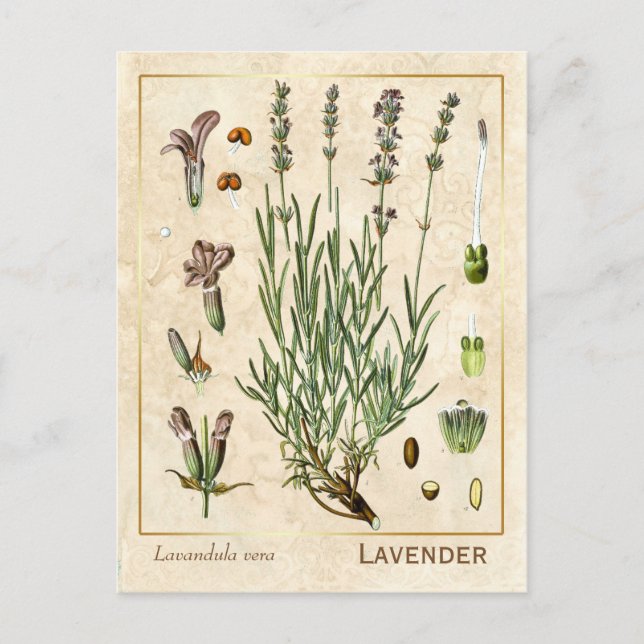 Carte Postale Vintage Herbe Médicinale Lavande Fleur Botanique (Devant)