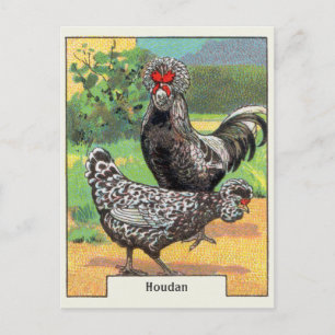Carte Postale Vintage Houdan Chicken