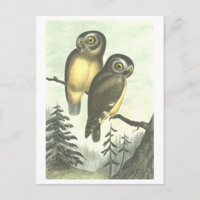 Carte postale vintage Illustration de hibou (Devant)