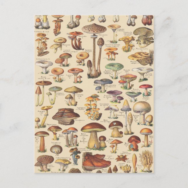 Carte Postale Vintage illustration de mushrooms (Devant)