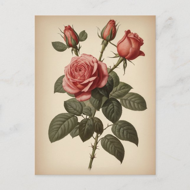 Carte Postale Vintage Illustration of a Rose (Devant)