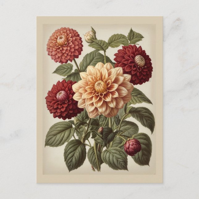 Carte Postale Vintage Illustration of Dahlias  (Devant)