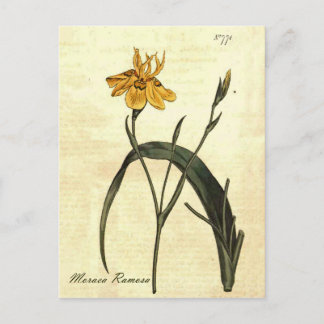 Carte postale vintage Iris Botanique