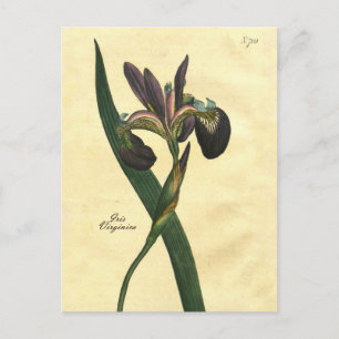 Carte postale vintage Iris Botanique