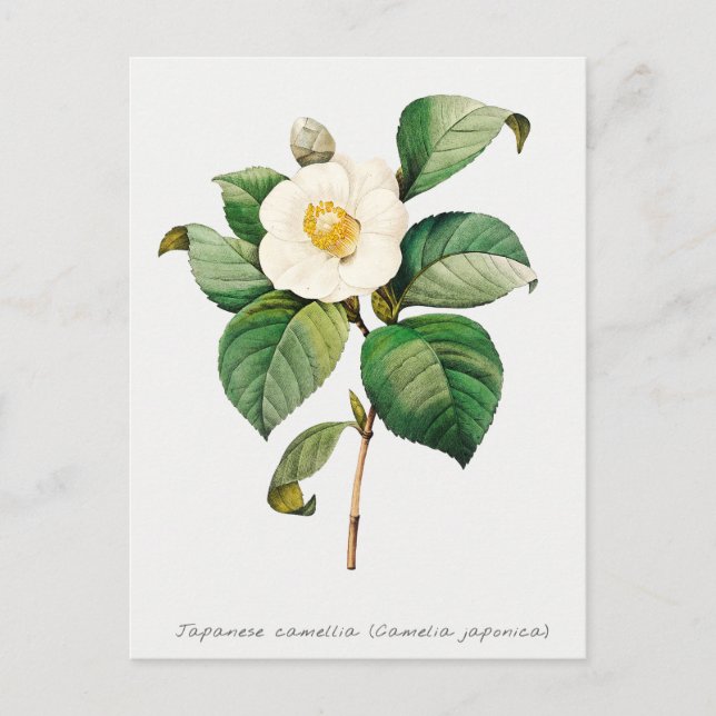 Carte Postale Vintage japonais Camellia Botanique (Devant)