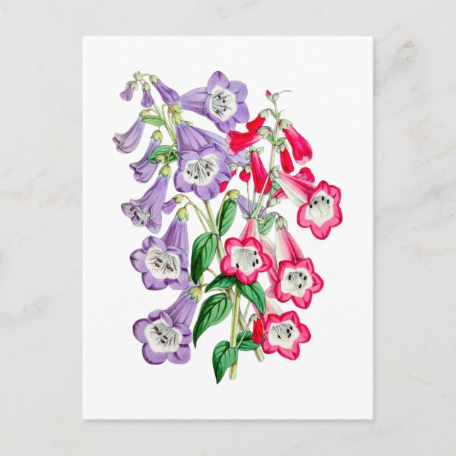 Carte postale Vintage japonaise Primrose (Devant)