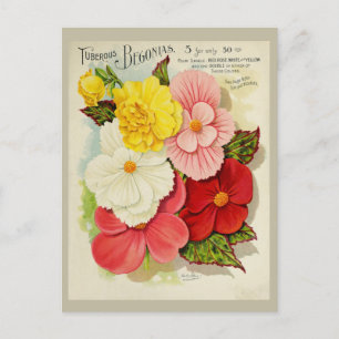 Carte Postale Vintage Jardinage Begonia - Catalogue des semences