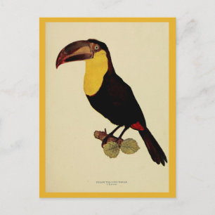 Carte Postale Vintage jaune à gorge toucan couleur photo