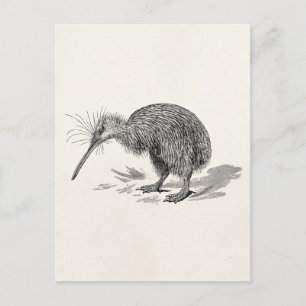 Carte Postale Vintage Kiwi Bird Antique Bird Modèle