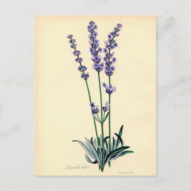 Carte postale vintage Lavendar (Devant)