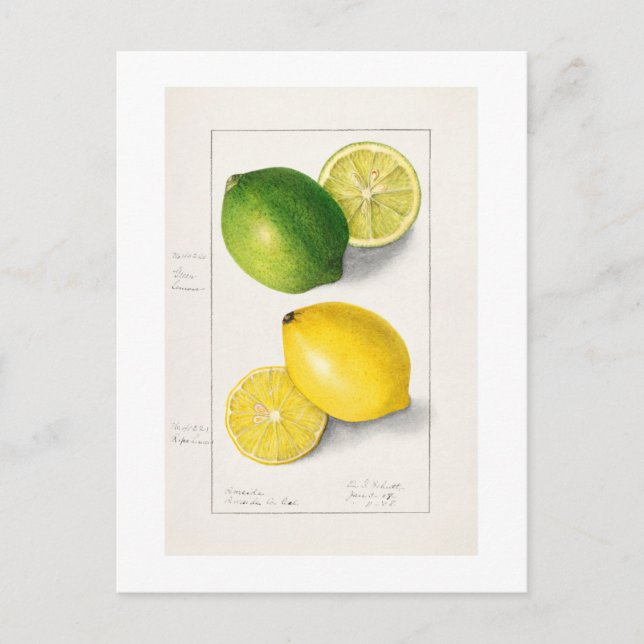 CARTE POSTALE VINTAGE "LEMONS" AMANDA ALMIRA NEWTON 1908 (Devant)