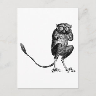 Carte Postale Vintage Lemur