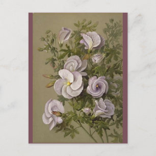 Carte Postale Vintage Lilac Hibiscus Purple Fleurs Florales