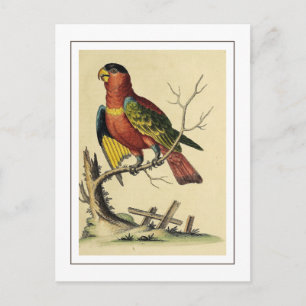 Carte Postale Vintage Lory Parrot à cou noir Nature