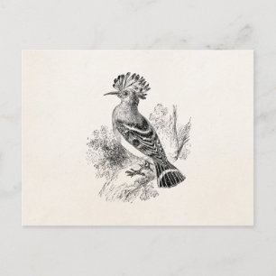 Carte Postale Vintage Madagascar Hoopoe Bird Personnalisé