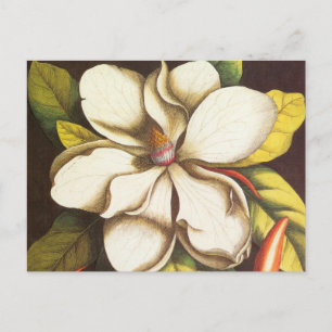 Carte Postale Vintage Magnolia Flowers Plant With Seeds