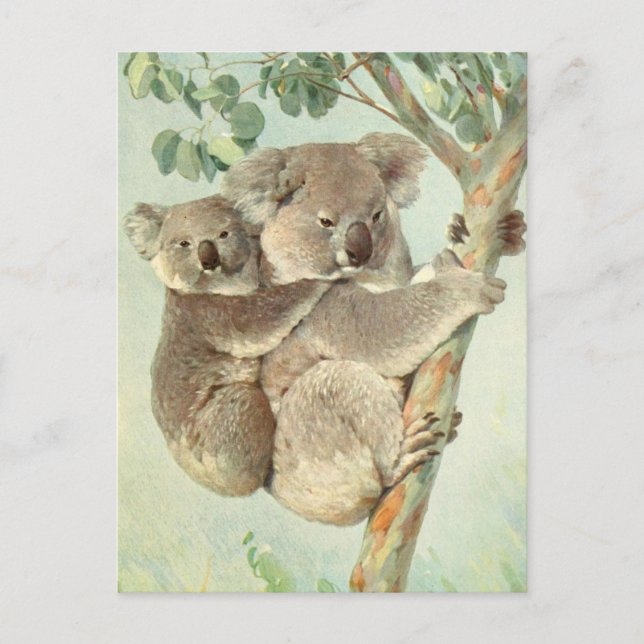 Carte postale Vintage Maman et Baby Koala (Devant)