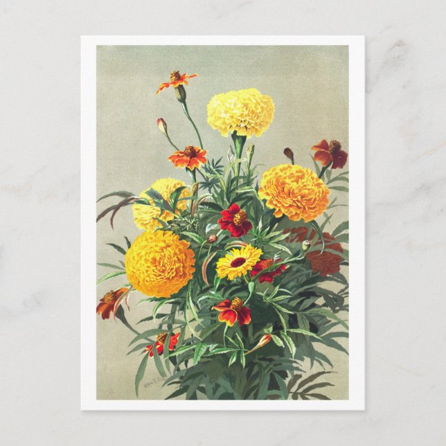 Carte postale vintage Marigold (Devant)