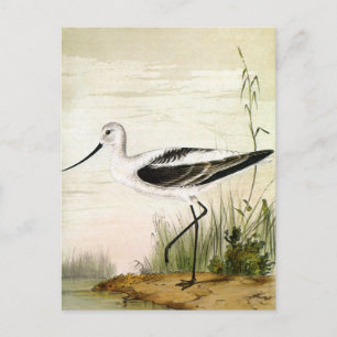 Carte Postale Vintage Marine Life Shorebirds, Avocet Birds