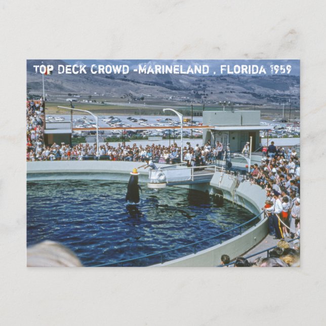 Carte Postale Vintage Marineland Floride (Devant)