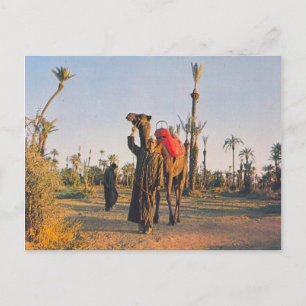 Carte Postale Vintage Marrakech, Camels
