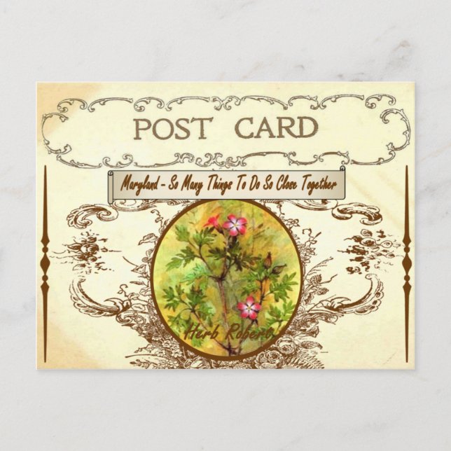 Carte postale vintage Maryland State Flower (Devant)