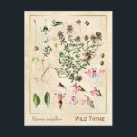 Carte Postale Vintage Medicinal Herb Wild Thyme Botanical<br><div class="desc">Capture the charm of yesterday with Charmed Life's vintage herbal postcards featuring German lithographis of medicinal plants and herbs from Franz Eugen Köhler's Medicinal's published in 1887. Thymus serpyllum, known by the common names of Breckland thyme, Breckland wild thyme, wild thyme, creeping thyme, or elfin thyme, is a species of...</div>