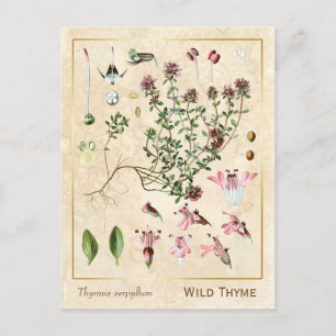 Carte Postale Vintage Medicinal Herb Wild Thyme Botanical
