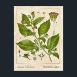 Carte Postale Vintage Médicinal Plante nuit Herbe Botanique<br><div class="desc">Prenez le charme d'hier avec les cartes postales vintages à base de plantes de Charmed Life, avec des lithographies allemandes de plantes et d'herbes médicinales de "Medizinal-Pflanzen" ou "Plantes médicinaux" de Franz Eugen Köhler, publiées en 1887. L'Atropa belladonna, communément appelée belladonna ou cauchemar mortel, est un plante herbacé pérenne de...</div>