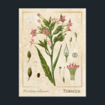 Carte Postale Vintage médicinal Plante tabac Herbe Botanique<br><div class="desc">Prenez le charme d'hier avec les cartes postales vintages à base de plantes de Charmed Life, avec des lithographies allemandes de plantes et d'herbes médicinales de "Medizinal-Pflanzen" ou "Plantes médicinaux" de Franz Eugen Köhler, publiées en 1887. Nicotiana tabacum, ou tabac cultivé, est un plante herbacé cultivé annuellement. On le trouve...</div>